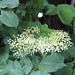 Sambucus nigra • <a style="font-size:0.8em;" href="http://www.flickr.com/photos/62152544@N00/7151917957/" target="_blank">View on Flickr</a>