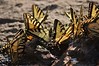 Canadian Tiger Swallowtail Butterflies • <a style="font-size:0.8em;" href="http://www.flickr.com/photos/29675049@N05/7174658815/" target="_blank">View on Flickr</a>