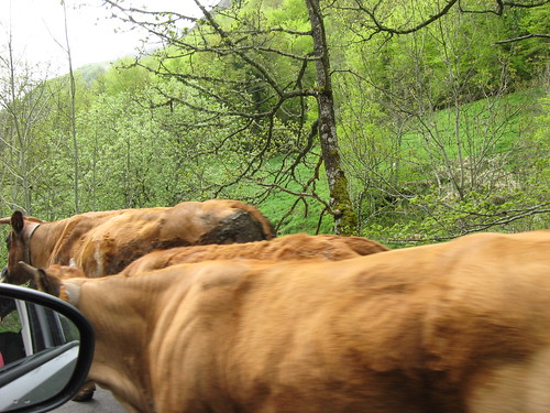 51. Somiedo. Driving with the cows, 2