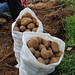 Potatoes in Kollovoz • <a style="font-size:0.8em;" href="http://www.flickr.com/photos/62152544@N00/7254390968/" target="_blank">View on Flickr</a>