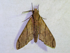 The famous Darwin's Moth / Morgan's sphinx moth (Xanthopan morganii praedicta), Vohimana reserve, Madagascar