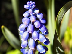 Grape-Hyacinth-1