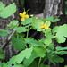 Local medicinal plant • <a style="font-size:0.8em;" href="http://www.flickr.com/photos/62152544@N00/7255571738/" target="_blank">View on Flickr</a>