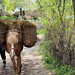 Bringing fertilizer to the fields using local hand-made baskets - Borje • <a style="font-size:0.8em;" href="http://www.flickr.com/photos/62152544@N00/7255025612/" target="_blank">View on Flickr</a>