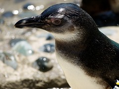 Penguin Exhibit