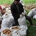 Preparing potatoes for transport to market • <a style="font-size:0.8em;" href="http://www.flickr.com/photos/62152544@N00/7254523688/" target="_blank">View on Flickr</a>