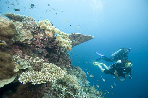 Diving Malesia