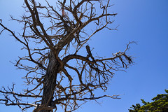 2012-04-28 Big Sur 028 Monterey, Seventeen-Mile-Drive, The Lone Cypress