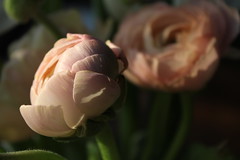Spring bouquet in evening sun