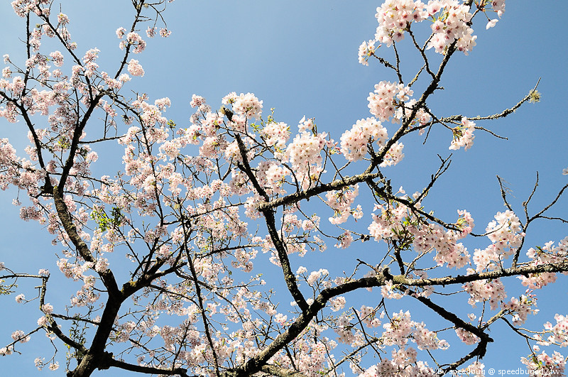 阿里山櫻花季72