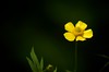 Hispid Buttercup • <a style="font-size:0.8em;" href="http://www.flickr.com/photos/29675049@N05/7174661487/" target="_blank">View on Flickr</a>