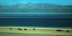 Wildpferde in Xinjiang am Sayram See