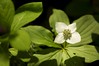 Bunchberry • <a style="font-size:0.8em;" href="http://www.flickr.com/photos/29675049@N05/7359886142/" target="_blank">View on Flickr</a>