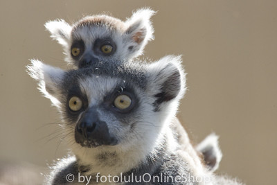 Katta_Lemur catta-69