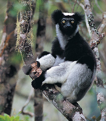 lemure indri
