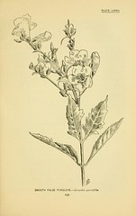 Anglų lietuvių žodynas. Žodis aureolaria virginica reiškia <li>aureolaria virginica</li> lietuviškai.