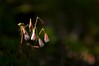 Twinflower • <a style="font-size:0.8em;" href="http://www.flickr.com/photos/29675049@N05/7359885696/" target="_blank">View on Flickr</a>