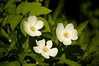 Canada Anemone • <a style="font-size:0.8em;" href="http://www.flickr.com/photos/29675049@N05/7359886208/" target="_blank">View on Flickr</a>