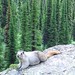 Hoary Marmot on Marmot Rock