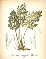 Anglų lietuvių žodynas. Žodis mountain parsley fern reiškia kalnų petražolės paparčio lietuviškai.