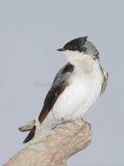 Hirondelle bicolore / Tree swallow