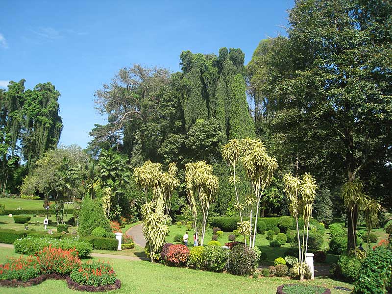 Kandy giardino botanico