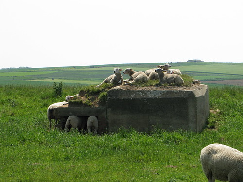 Sheep hiding in a bunker at Cap Gris Nez