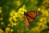 Monarch Butterfly • <a style="font-size:0.8em;" href="http://www.flickr.com/photos/29675049@N05/7359887944/" target="_blank">View on Flickr</a>