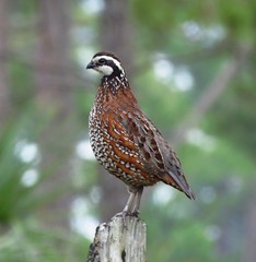 Anglų lietuvių žodynas. Žodis bobwhite quail reiškia kurapkomis putpeles lietuviškai.