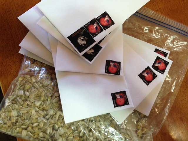 First Wave of Mailed Sunflower Seeds