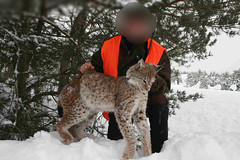 Lynx Hunting / Caza del Lince