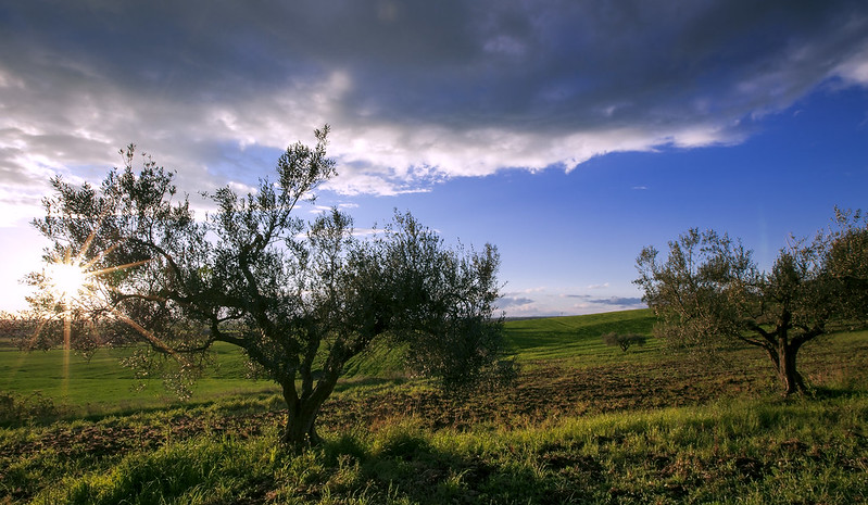 L albero,il sole,il tramonto<br/>© <a href="https://flickr.com/people/44496907@N02" target="_blank" rel="nofollow">44496907@N02</a> (<a href="https://flickr.com/photo.gne?id=13641714713" target="_blank" rel="nofollow">Flickr</a>)