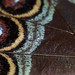 Scales on a butterfly's wings