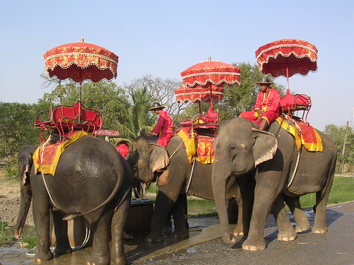 Thai Elephant Camp