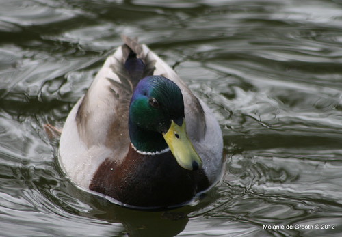 Mallard on the look out!