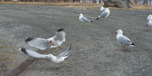 Gull chase