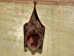 Long-tongued Bat (Glossophaga soricina)