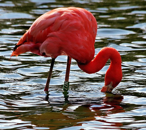 Rosy flamingo