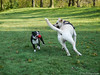 Dogs playing 25.04.2012