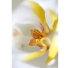 Orchidee #flower #flowers #flowerlover #flowermacro #plant #orchid #orchidee #spring #color #white #red #natur #nature #nature_josefharald #nofilter #macro #macro_power_hour #macroflower #igersgermany #instagramhub #germany #keukenhof