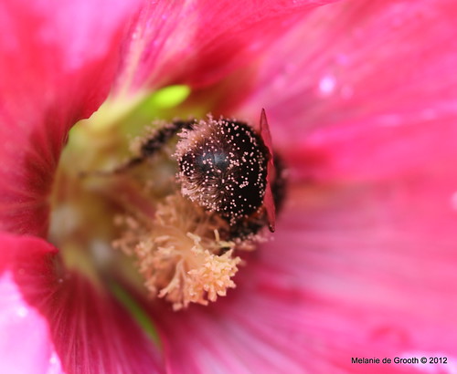 Bumble Bee in HollyHock