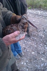 Woodcock Hunting / Caza de la Becada