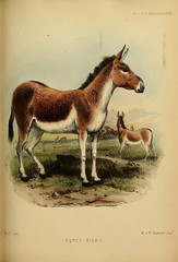 Anglų lietuvių žodynas. Žodis equus kiang reiškia <li>Equus Kiang</li> lietuviškai.