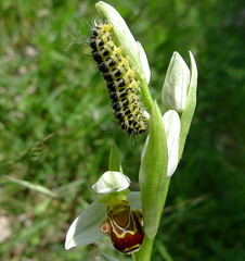 Ophrys apifera con bruco di Zigena