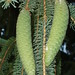 greencones • <a style="font-size:0.8em;" href="http://www.flickr.com/photos/68987711@N06/7559216050/" target="_blank">View on Flickr</a>
