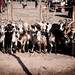 Animal market • <a style="font-size:0.8em;" href="https://www.flickr.com/photos/40181681@N02/7778750316/" target="_blank">View on Flickr</a>
