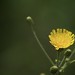 Hawkweed? • <a style="font-size:0.8em;" href="http://www.flickr.com/photos/29675049@N05/7694403376/" target="_blank">View on Flickr</a>