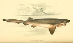 Anglų lietuvių žodynas. Žodis six-gilled shark reiškia šešių-be žiaunų ir ryklys lietuviškai.