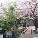 5-2シドモア桜