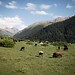 Livestock • <a style="font-size:0.8em;" href="https://www.flickr.com/photos/40181681@N02/7847957698/" target="_blank">View on Flickr</a>